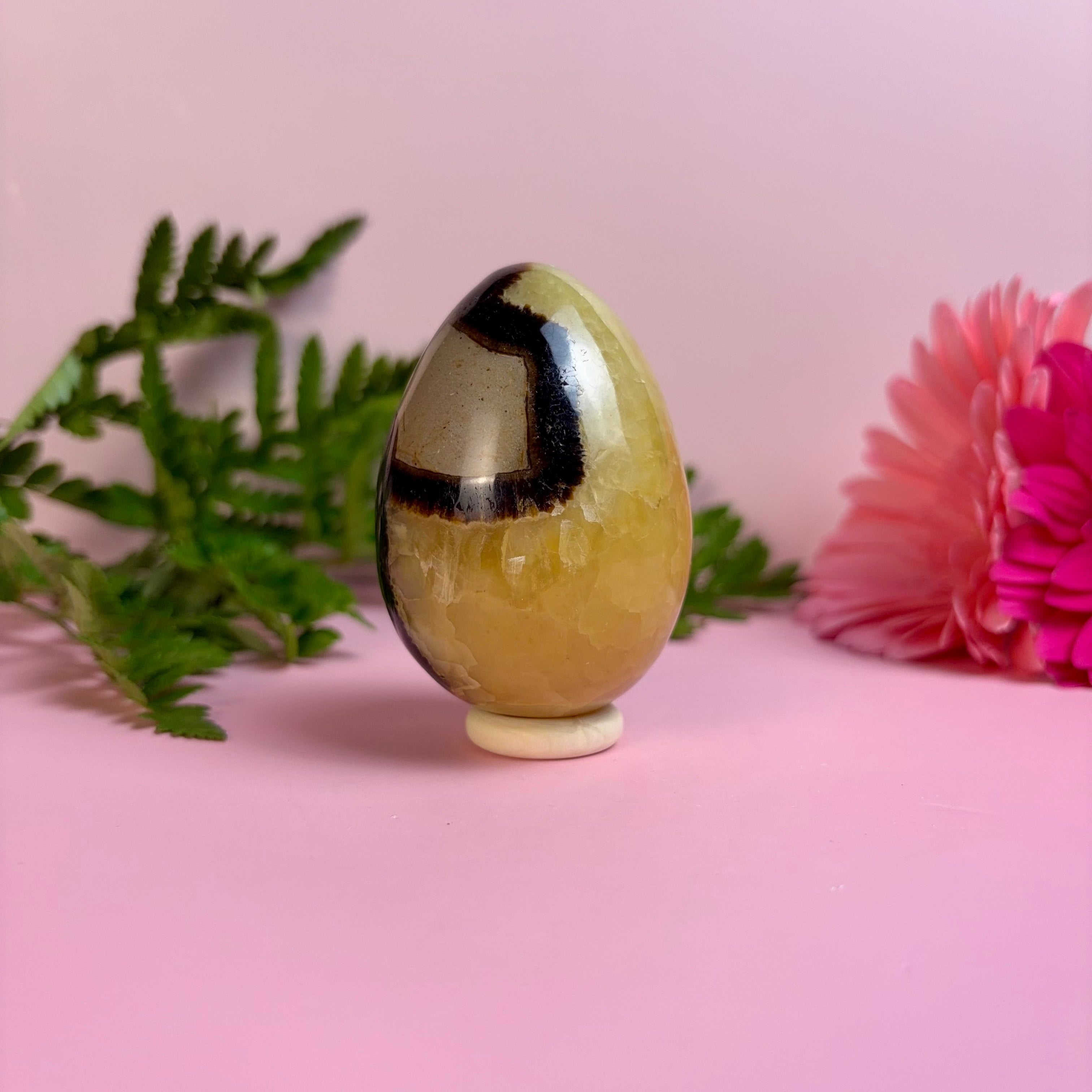 Septarian Egg | D
