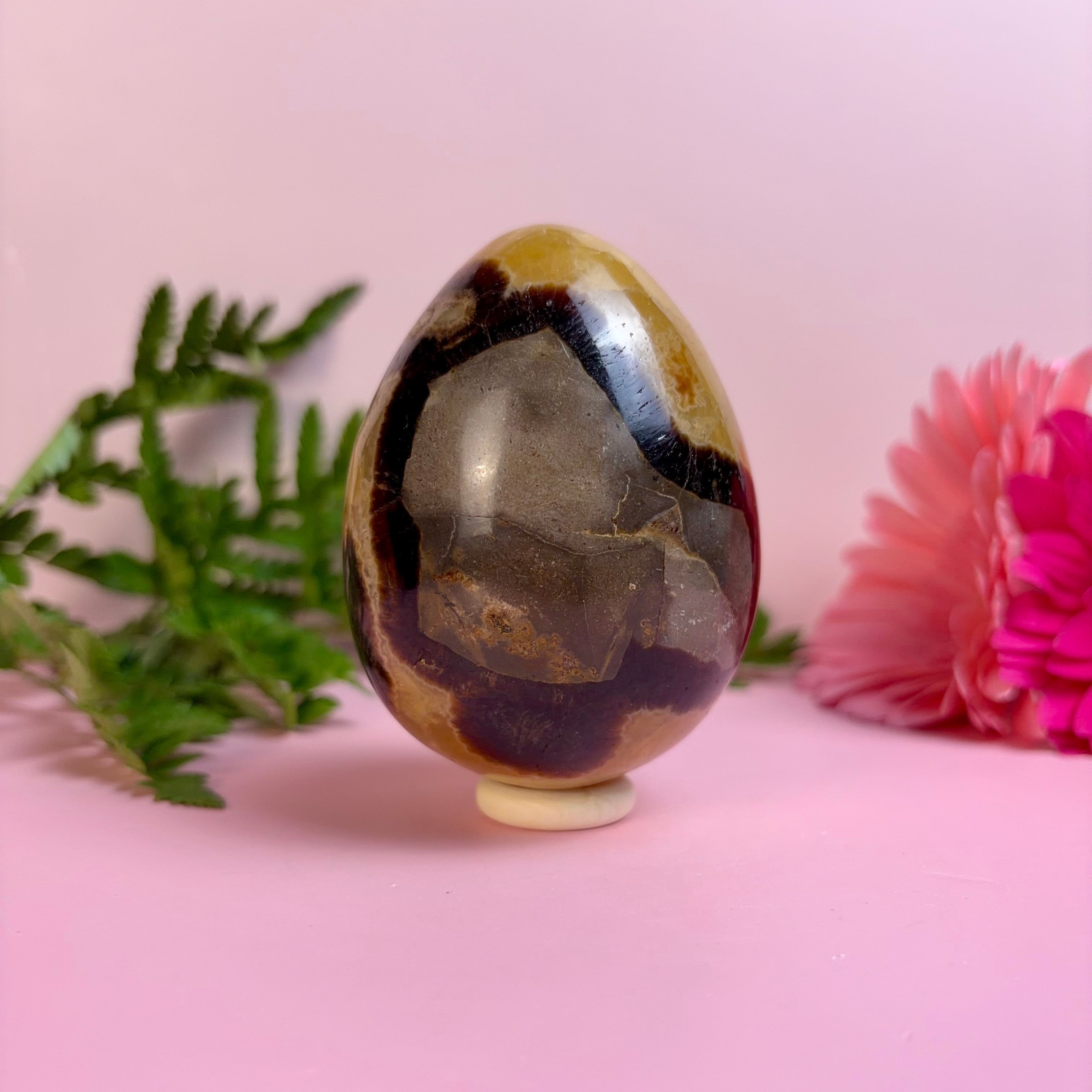 Septarian Egg | F