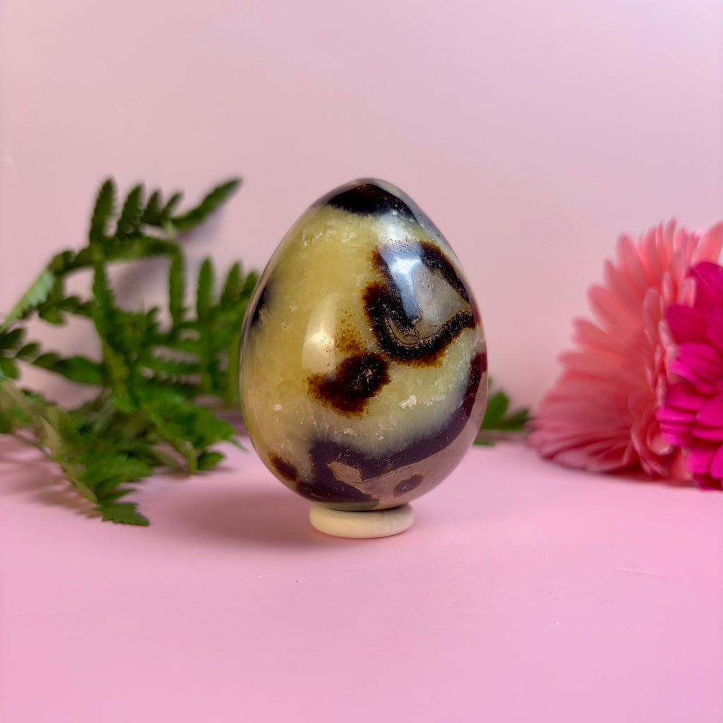 Septarian Egg | E